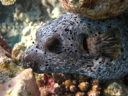 Téléchargez les photos : Macareux maculé - Arothron Nigropunctatuson un récif corallien des Maldives. - en image libre de droit