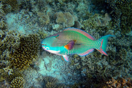 Bicolour Parrotfish - Cetoscarus Bicolor full length on coral reef of Maldives