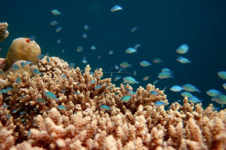 Chromis Viridis - Green Chromis in a large group around Acropora sp. coral in a lagoon of coral reef of Maldives.