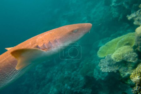 Téléchargez les photos : Infirmière requin - Ginglymostoma Cirratum nageant sur le récif corallien en plein jour - Maldives. - en image libre de droit