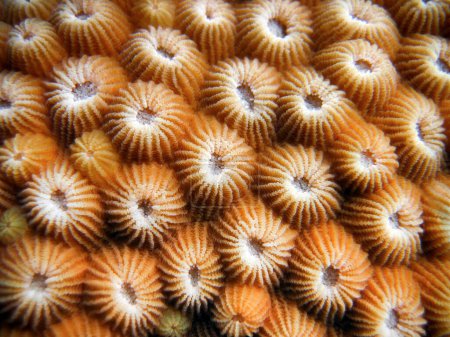 Foto de Diploastrea Heliopora - Coral solar de primer plano textura patrón en el arrecife de coral de Maldivas. - Imagen libre de derechos