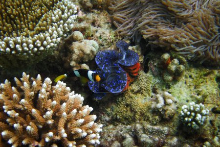 Foto de Paisaje submarino de arrecifes de coral con un Tridacna Squamosa cubierto por una esponja roja, un coral de dedo Acropora sp. una anémona de mar y pez anémona de Clark en la escena del arrecife de coral de Maldivas. - Imagen libre de derechos