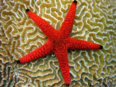 Foto de Formia Milleporella - Estrella de mar roja - Estrella de mar manchada negra en un coral cerebral en el arrecife de coral de Maldivas. - Imagen libre de derechos