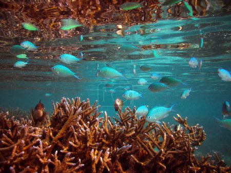 Téléchargez les photos : Chromis Viridis - Chromis vert dans un grand groupe autour de Acropora sp. corail dans un lagon de récif corallien des Maldives. - en image libre de droit