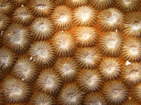 Foto de Diploastrea Heliopora - Diploastrea Brain Coral - Honeycomb Coral de cerca macro en Maldivas - Imagen libre de derechos