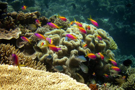 Photo for Yellowback Anthias - Yellow-tail Basslet - Pseudanthias Evansi in natural environment of Maldives coral reef. - Royalty Free Image