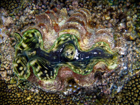 Foto de Joven Tridacna Squamosa - Tridacniada en el arrecife de coral de Maldivas Foto submarina en ambiente natural. - Imagen libre de derechos