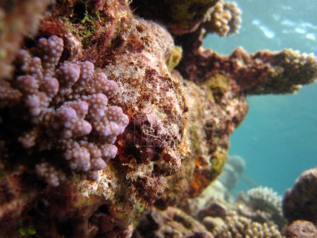 Photo for Tasseled scorpionfish hunting on the reef in Maldives Alifu Alifu atoll. - Royalty Free Image