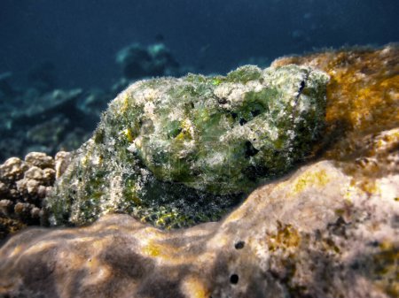 Foto de Scorpaenopsis Diabolus, el pez piedra falso o el pez escorpión diablo en el arrecife de Maldivas Alifu Alifu atoll 2009. - Imagen libre de derechos