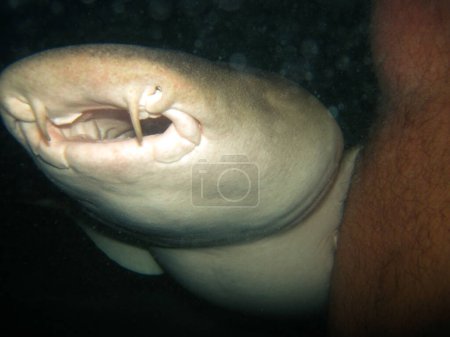 Téléchargez les photos : Infirmière Shark - Ginglymostoma Cirratum nageant autour du requin nourrissant le personnel maître sur la plage de l'île de villégiature, visible la jambe du personnel nourrissant le requin - en image libre de droit