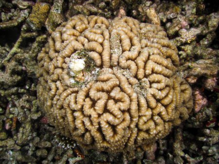 Foto de Symphyllia recta - Cerebro de coral en Maldivas longitud completa - Imagen libre de derechos