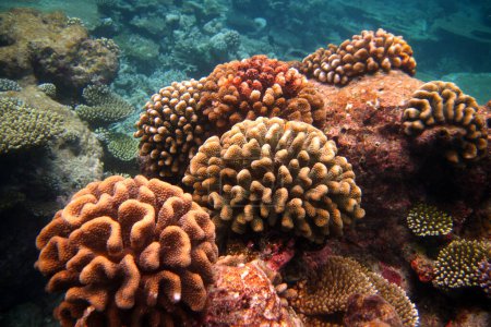 Foto de Hermoso y colorido arrecife de coral en Maldivas nuevas colonias de coral 10 años de crecimiento - Imagen libre de derechos