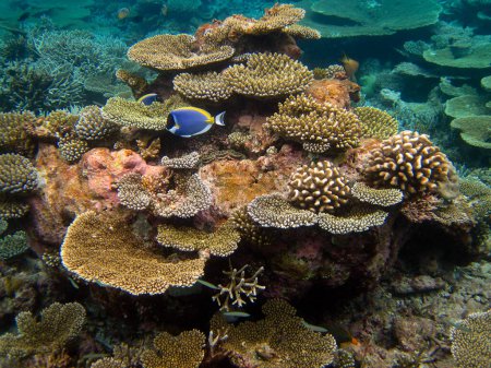 Foto de Paisaje marino bajo el agua de arrecife de coral vivo lleno de vida en Maldivas. - Imagen libre de derechos