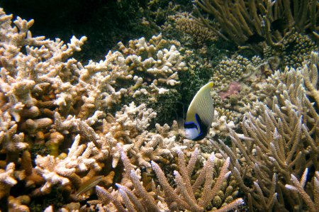 Foto de Emperador Imperial Angelfish - Pomacanthus Imperator mirando a la cámara en el arrecife de coral de Maldivas - Imagen libre de derechos