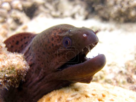Photo for Moray eel - Muraenidae - Giant Moray on coral reef of Maldives. - Royalty Free Image