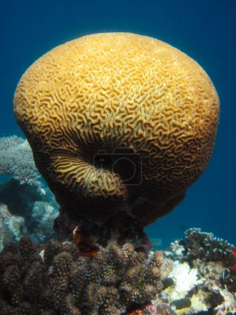 Foto de Platygyra Daedalea - Coral duro - Coral pedregoso - Coral cerebral en arrecife de coral de Maldivas. - Imagen libre de derechos