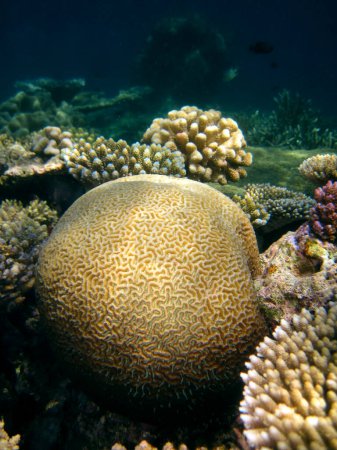 Photo for Platygyra Daedalea - Hard coral - Stony coral - Brain coral on coral reef of Maldives. - Royalty Free Image