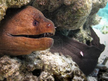 Photo for Moray eel - Muraenidae - Giant Moray close up head shoot looking at camera on coral reef of Maldives. - Royalty Free Image
