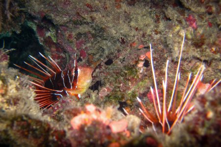 Foto de Pterois es un género de peces marinos venenosos, comúnmente conocido como Lionfish, aquí descansando bajo formaciones coralinas del arrecife de coral de Maldivas.. - Imagen libre de derechos