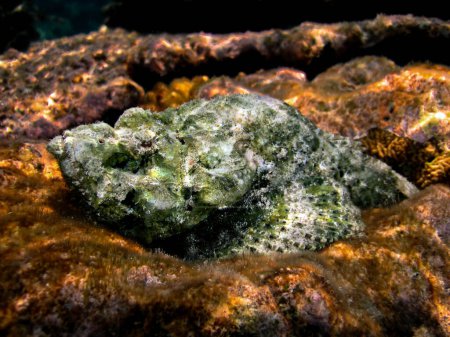 Téléchargez les photos : Scorpaenopsis Diabolus, le faux poisson pierreux ou le diable Scorpionfish sur le récif des Maldives Alifu Alifu atoll 2009. - en image libre de droit