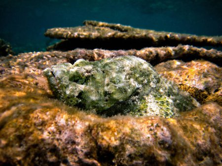 Foto de Scorpaenopsis Diabolus, el pez piedra falso o el pez escorpión diablo en el arrecife de Maldivas Alifu Alifu atoll 2009. - Imagen libre de derechos