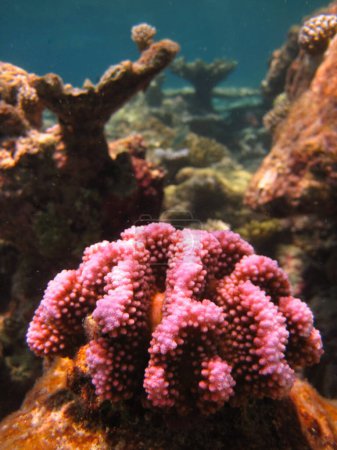 Foto de Pocillopora Verrucosa - Coral pedregoso - Coral duro - primer plano en el entorno natural del arrecife de coral en Maldivas. - Imagen libre de derechos