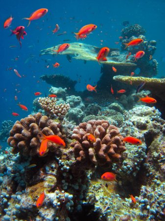 Foto de Threadfin Anthias - Nemanthias Carberryi en su entorno natural en el arrecife de coral de Maldivas. - Imagen libre de derechos