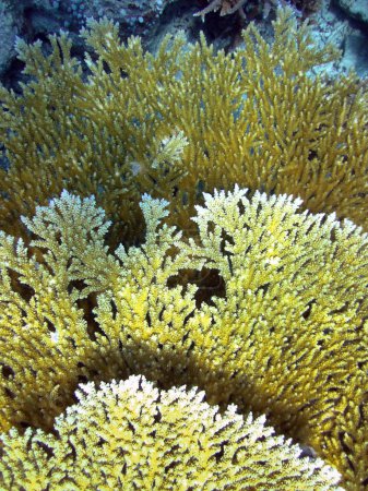 Acropora Clathrata - Coral pedregoso - Coral duro de cerca en el arrecife de coral de Maldivas.