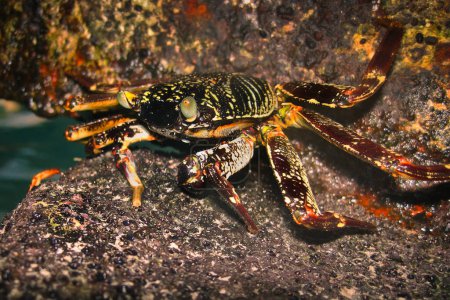 Grapsus Albolineatus - Crabe des rochers verts - Decapod - Crustacés sur une plage aux Maldives