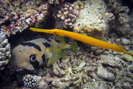 Foto de Diodon Liturosus - Pez cerdo con manchas negras y un pez trompeta chino amarillo - Aulostomus Chinensis en un entorno natural de arrecife de coral de Maldivas. - Imagen libre de derechos