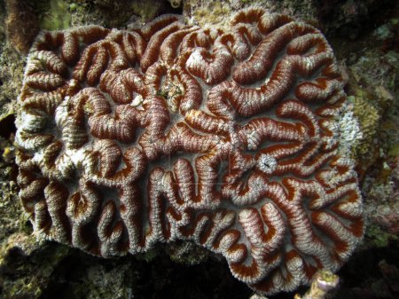 Foto de Coral duro Cerebro Intestino Coral Piedra coral a lo largo del arrecife de coral de Maldivas. - Imagen libre de derechos