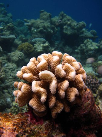 Foto de Coral pedregoso Coral duro cerca del arrecife de coral entorno natural en Maldivas. - Imagen libre de derechos