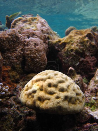 Photo for Symphyllia Recta - Symphyllia - Symphyllia hemispherica intestine coral on a reef in Maldives - Royalty Free Image