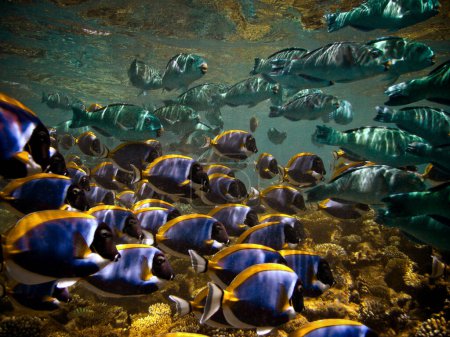 Foto de Vida en el arrecife de coral - Escuela de peces - Pez loro y pez cirujano azul en polvo (Acanthurus Leucosternon) - Imagen libre de derechos