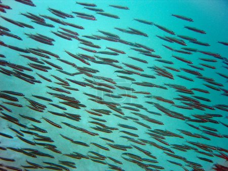 Glasfische unter Wasser auf den Malediven