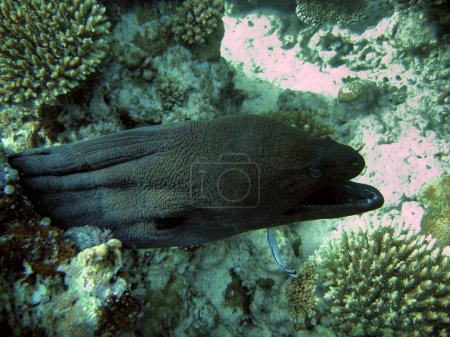 Photo for Moray eel - Muraenidae resting in its Hole in Coral reef - Royalty Free Image