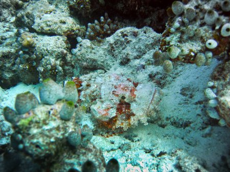 Photo for Tasseled scorpionfish hunting on the bottom of coral reef in Maldives - Royalty Free Image