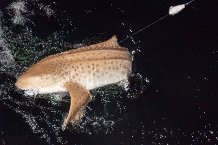 Photo for Stegostoma Fasciatum - Leopard or Zebra Shark Caught on a Fishing Line by Fisherman on Night fishing. The Critically Endangered Animal was Immediately helped and Released by Aware of the situation Maldivian Man - Royalty Free Image