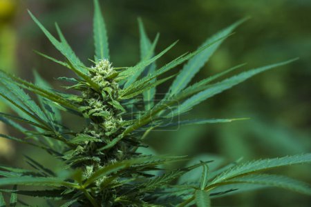 Photo for Marijuana Bud Growing Close Up Background - Royalty Free Image