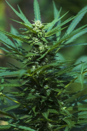 Photo for Marijuana Bud Growing Close Up Background - Royalty Free Image