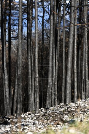 Téléchargez les photos : Dead Roasted Burned Trees after Forest Fire - en image libre de droit