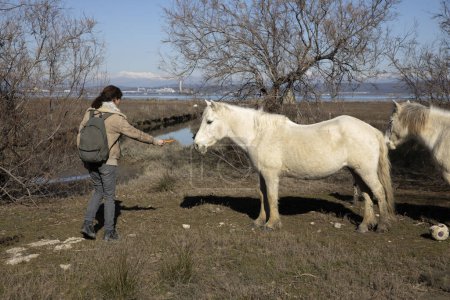 Photo for Woman Hiker Offering a Carrot to a Wild Camargue Horse on Delta of River Soca Isonzo in Italy - Royalty Free Image