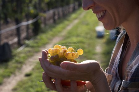 Téléchargez les photos : Femme ramassant des raisins naturels souriants du vignoble en automne - Vipava Valley Slovénie - en image libre de droit