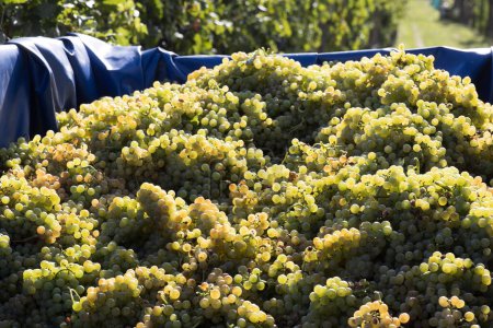Téléchargez les photos : Belle agricultrice dans la vigne, vendange de raisins - en image libre de droit