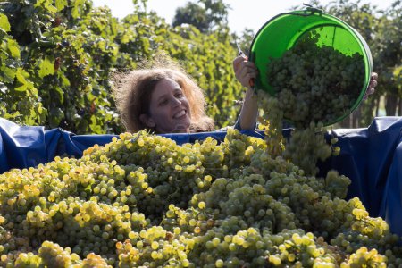 Foto de Hermosa hembra agricultora en la vid, cosechando uvas - Imagen libre de derechos