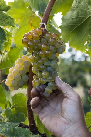 Foto de Las manos femeninas cosechan uvas de vino blanco de cerca - Imagen libre de derechos