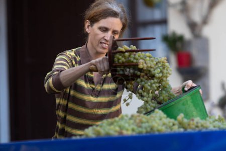 Foto de Agricultora usando rastrillos caseros vintage para uvas de vino - Imagen libre de derechos
