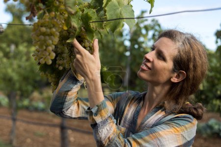 Téléchargez les photos : Belle femme vigneron vendange raisins de vigne dans sa vigne - en image libre de droit