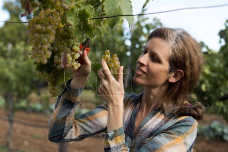Foto de Mujer hermosa viticultor cosechando uvas de vid en su viñedo - Imagen libre de derechos