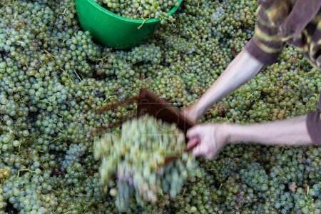 Téléchargez les photos : Agricultrice utilisant des râteaux artisanaux vintage pour les raisins de cuve - en image libre de droit